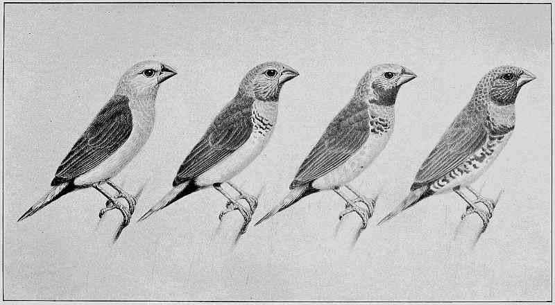 YELLOW-RUMPED AND CHESTNUT-BREASTED FINCHES, WITH TRANSITIONAL SPECIMENS