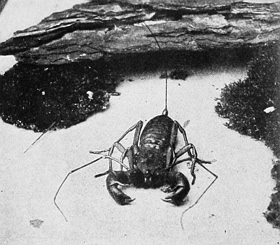 Photograph of a Thelyphonus