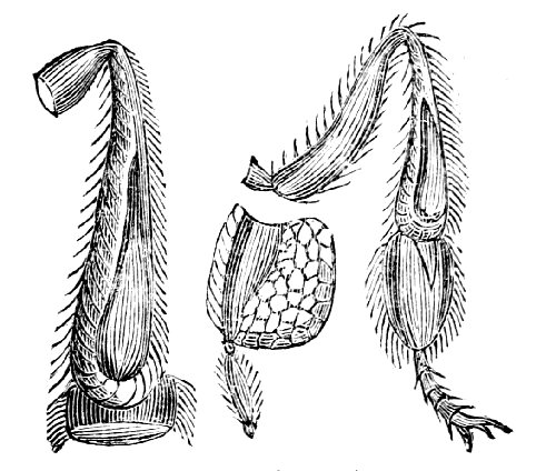 Structure of the legs of the Bee for carrying propolis and pollen