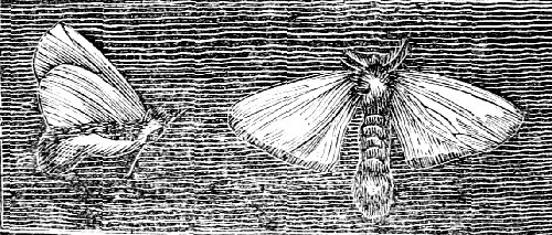 Females of the brown and gold-tailed Moths