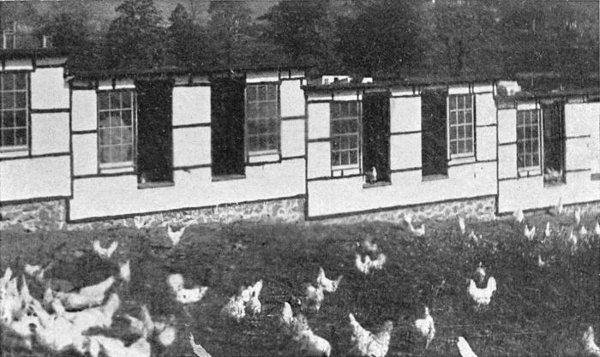 Illustration showing flocks in the foreground and their houses with single-pitch-roofs in the background