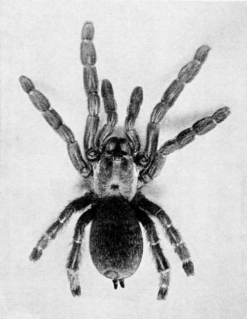 The Banana Spider, natural size, from a photograph by Mr James Adams.