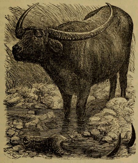 buffalo