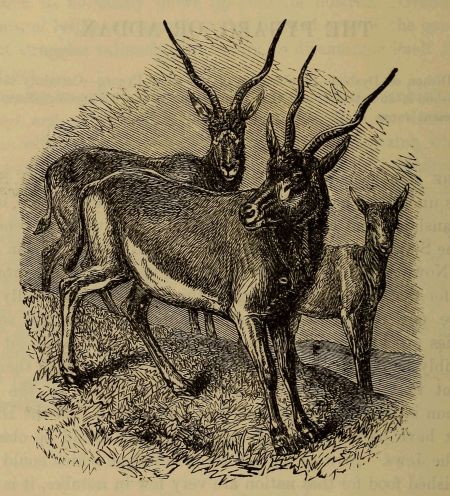 addax