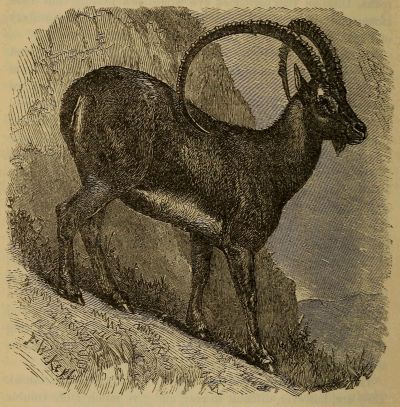 ibex