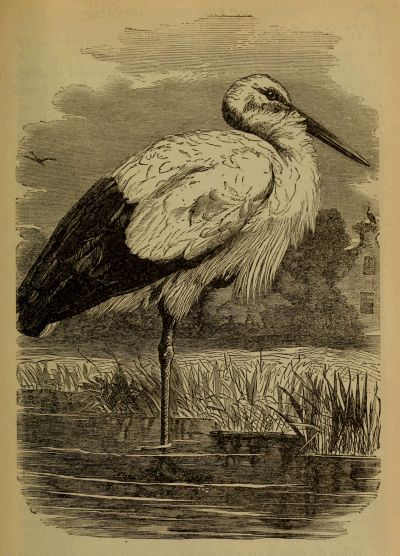 stork