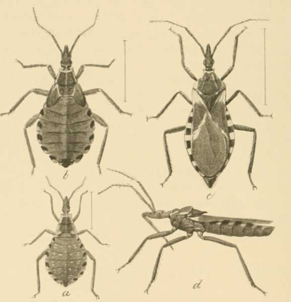 Different Stages of Conorhinus sanguisugus