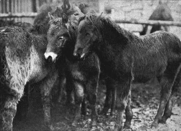 Exmoor Ponies