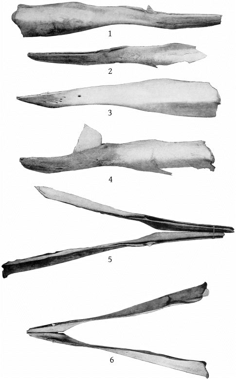 Plate 11 MANDIBLES OF MESOPLODON