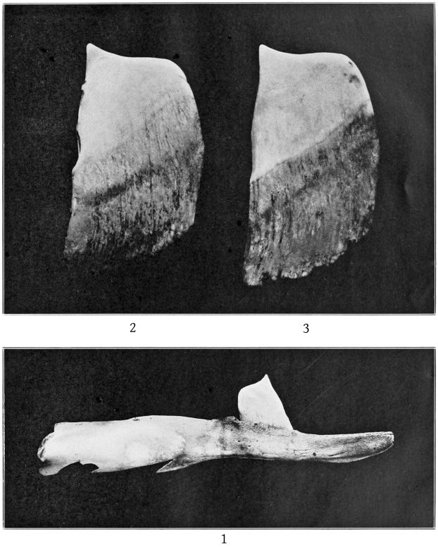 Plate 12 MANDIBLE AND TEETH OF MESOPLODON STEJNEGERI