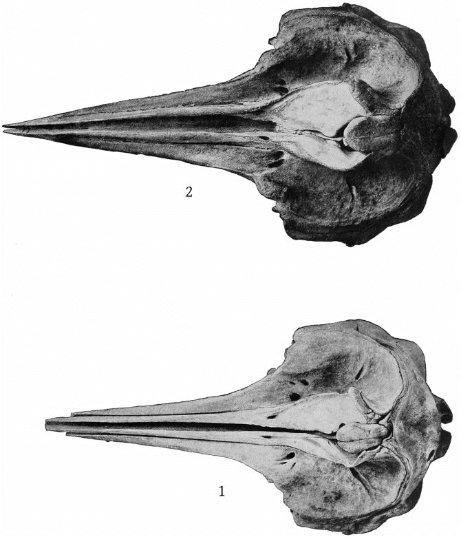 Plate 14 SKULLS OF ZIPHIUS CAVIROSTRIS