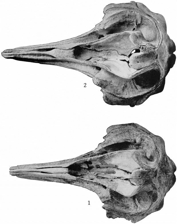 Plate 17 SKULLS OF ZIPHIUS CAVIROSTRIS