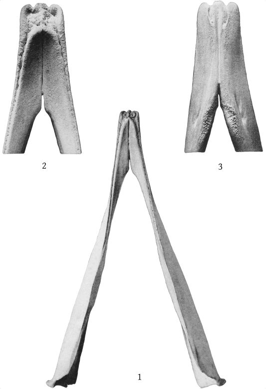 Plate 23 MANDIBLES OF ZIPHIUS CAVIROSTRIS