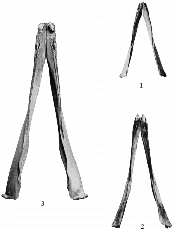 Plate 30 MANDIBLES OF BERARDIUS BAIRDII