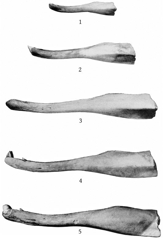 Plate 31 MANDIBLES OF BERARDIUS BAIRDII