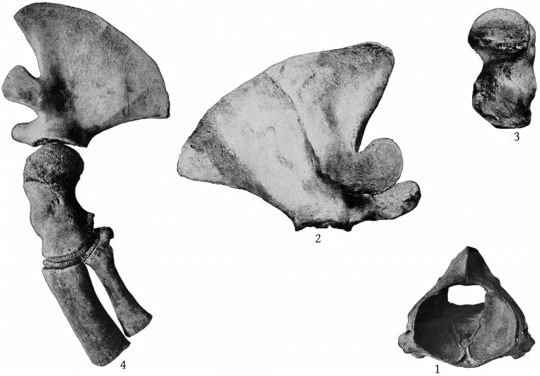 Plate 33 SKELETON OF BERARDIUS BAIRDII