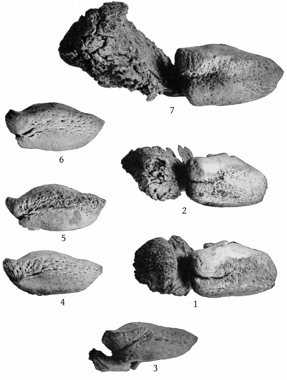 Plate 34 TYMPANIC BONES OF MESOPLODON, ZIPHIUS, AND BERARDIUS