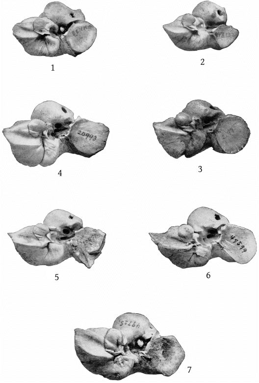 Plate 37 PERIOTIC BONES OF MESOPLODON, ZIPHIUS, AND BERARDIUS