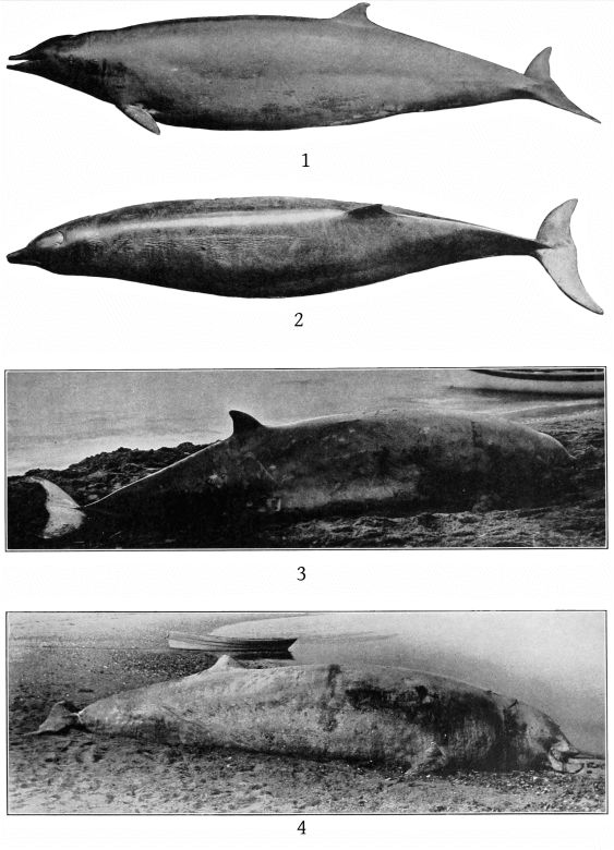 Plate 41 MESOPLODON AND ZIPHIUS