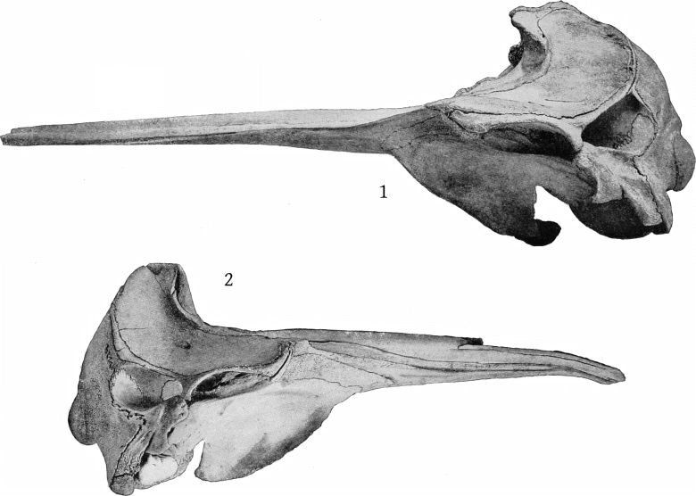 Plate 7 SKULLS OF MESOPLODON