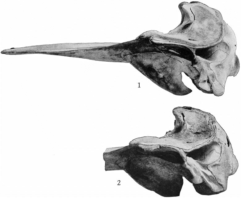 Plate 8 SKULLS OF MESOPLODON EUROPÆUS