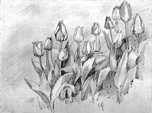 Early Tulips