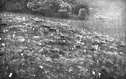 WHITE CROCUSES IN GRASS