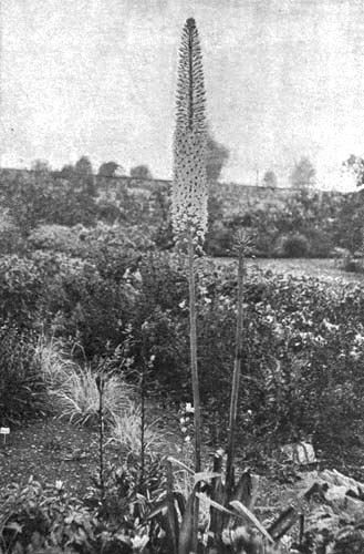 EREMURUS ROBUSTUS