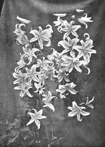 LILIUM AURATUM