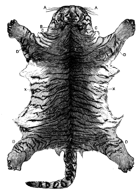 fig.5