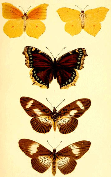 Plate III