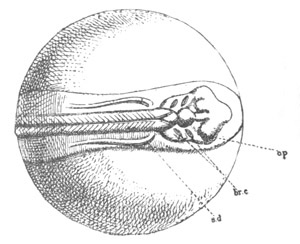 Illustration: Figure 61