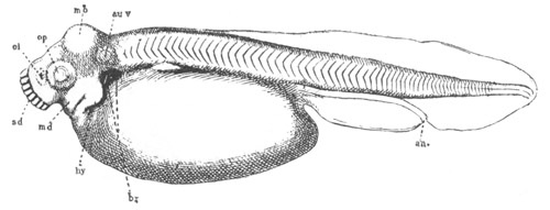 Illustration: Figure 67