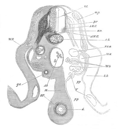 Illustration: Figure 119