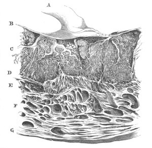 Illustration: Figure 152