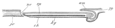 Illustration: Figure 176