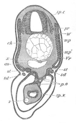 Illustration: Figure 185