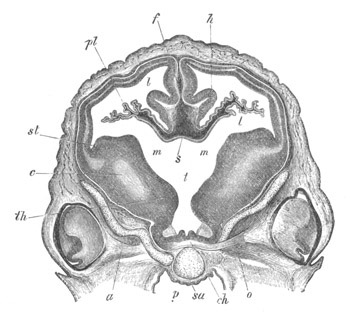 Illustration: Figure 260