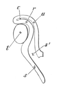 Illustration: Figure 286