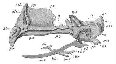 Illustration: Figure 326