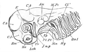 Illustration: Figure 329