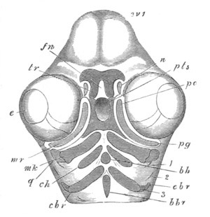 Illustration: Figure 331