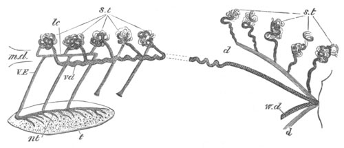 Illustration: Figure 393