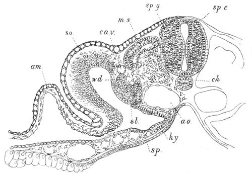 Illustration: Figure 402