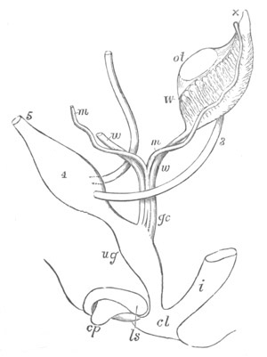 Illustration: Figure 407