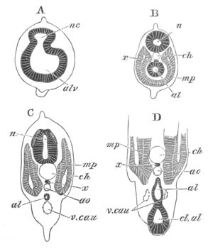 Illustration: Figure 424