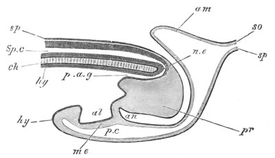 Illustration: Figure 425