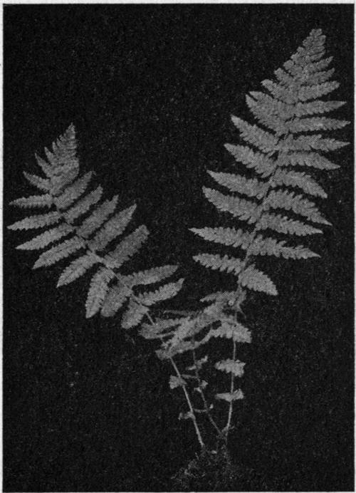 Nephrodium oreopteris. The Mountain Buckler Fern.