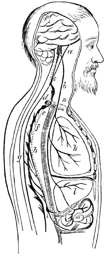 The course of the   vaso-motor nerves of the liver