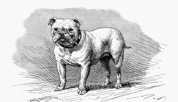 BULLDOG, CH. "LADY ROZELLE" C. H. LANE OWNER. (SMALL)